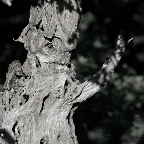 Pareidolie-Buch-u.-Ausstellungen04